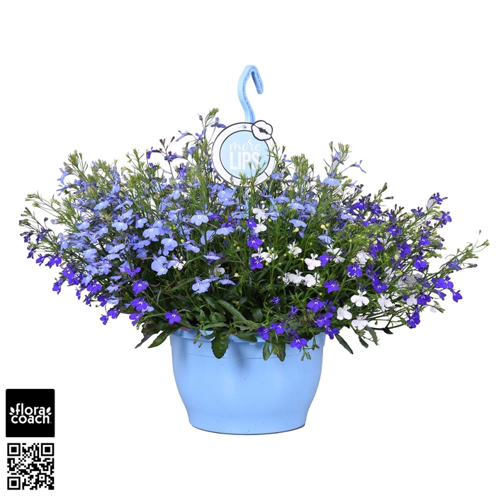 <h4>MoreLIPS® Lobelia 'Trixi Blue Fashion'</h4>