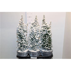 ** Cham Th Top Point Snow * Autumn Promo *