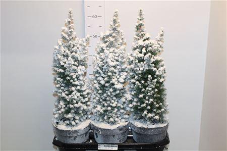 <h4>** Cham Th Top Point Snow * Autumn Promo *</h4>