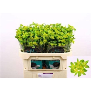 Bupleurum Rotundifolium