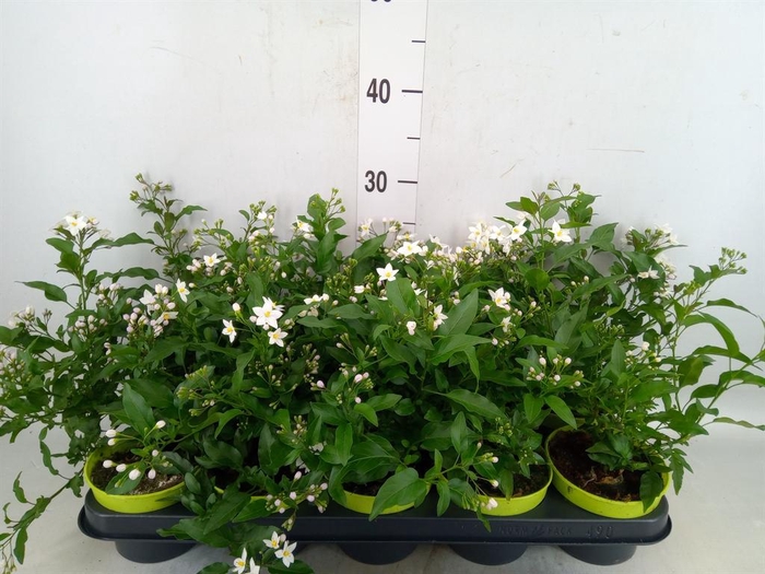 <h4>Solanum jasminoides</h4>