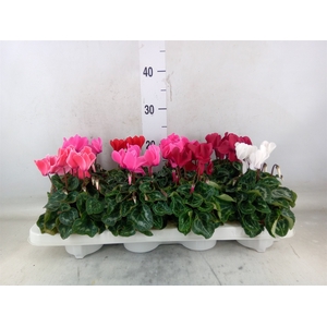 Cyclamen MD 'Allure'