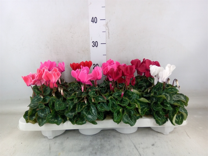 <h4>Cyclamen MD 'Allure'</h4>
