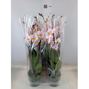 Phalaenopsis multi. 'Ant San Jose'