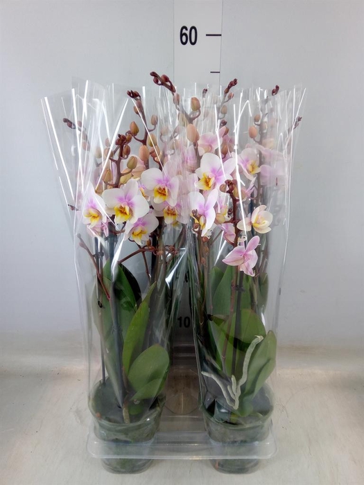 <h4>Phalaenopsis multi. 'Ant San Jose'</h4>