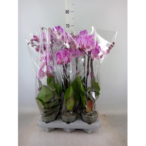 Phalaenopsis   ...
