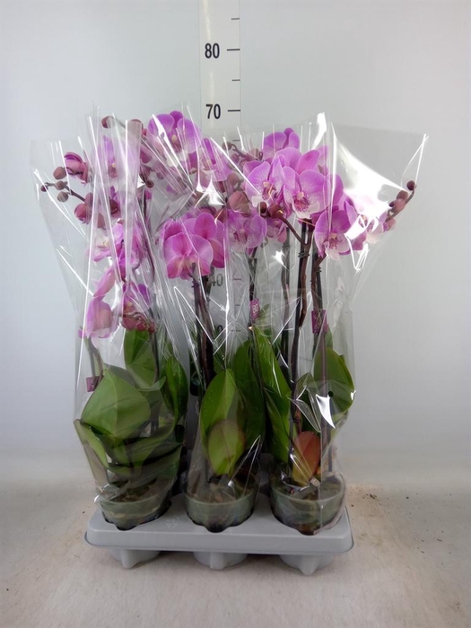 <h4>Phalaenopsis   ...</h4>