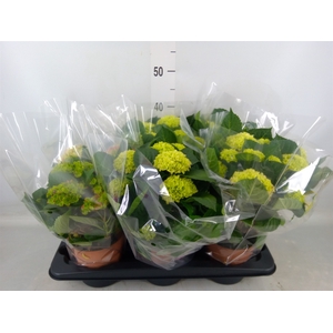 Hydrangea mac.   ...mix