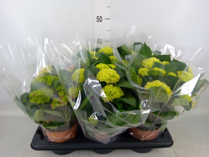<h4>Hydrangea mac.   ...mix</h4>