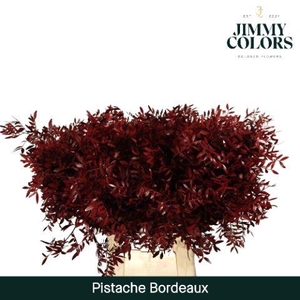 Pistache L50 Bordeaux