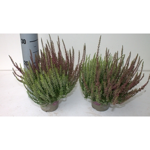 Calluna Garden Girls twin