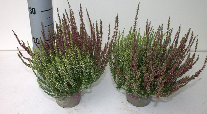 <h4>Calluna Garden Girls twin</h4>
