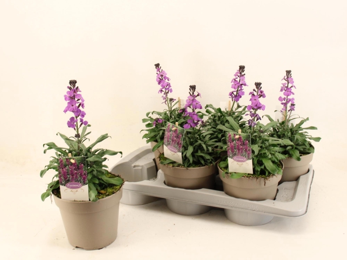 <h4>ERYS SUP BOWL MAUVE</h4>