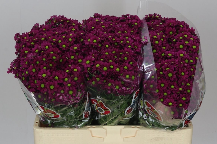 <h4>Sant Mad Jombe Purple</h4>