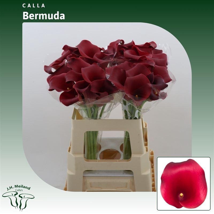 <h4>CALLA CAPTAIN BERMUDA CALLA BERMUDA</h4>