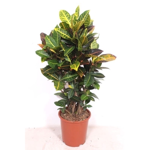 Codiaeum Petra