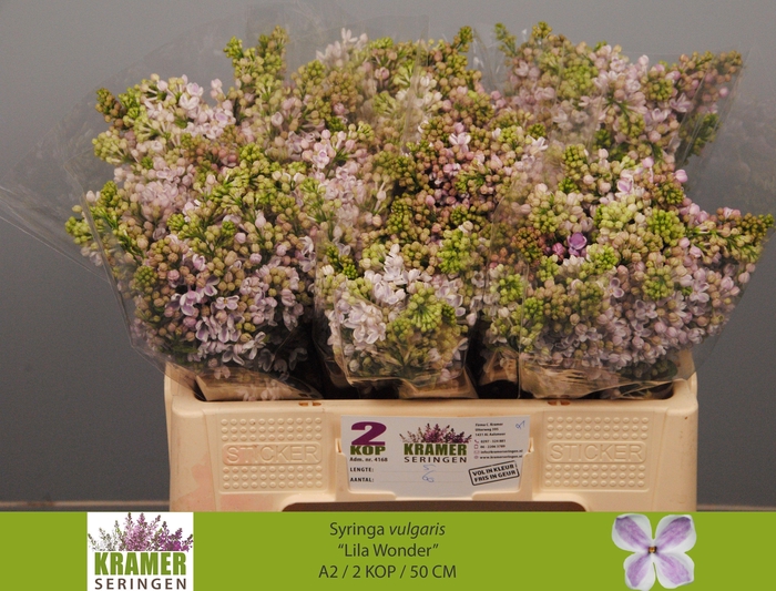 <h4>SYR V LILA WONDER</h4>