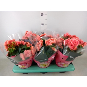 Begonia elat. DU 'Borias'