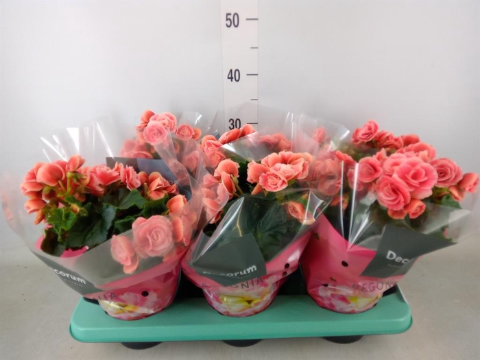 <h4>Begonia elat. DU 'Borias'</h4>