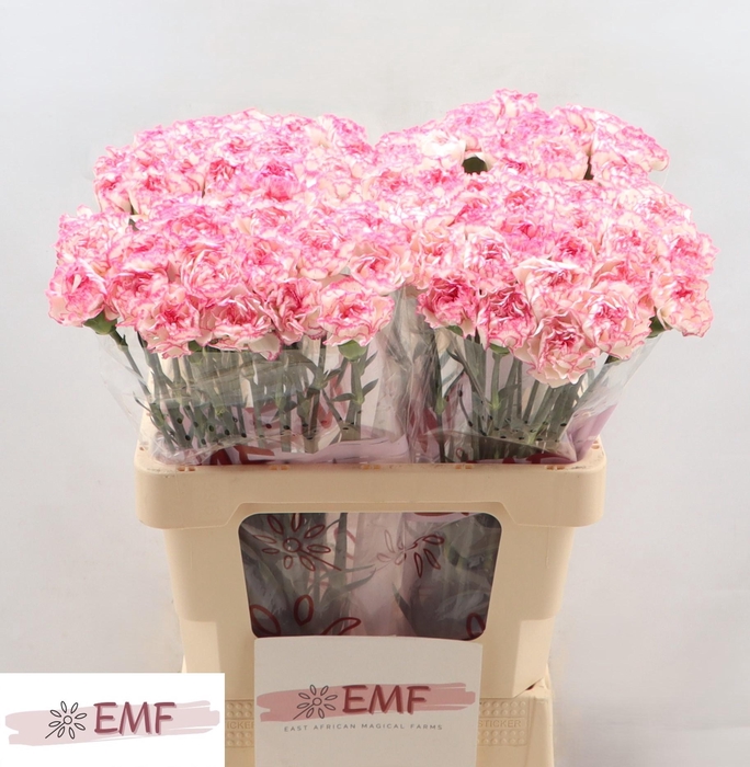 <h4>DI ST KOMACHI</h4>