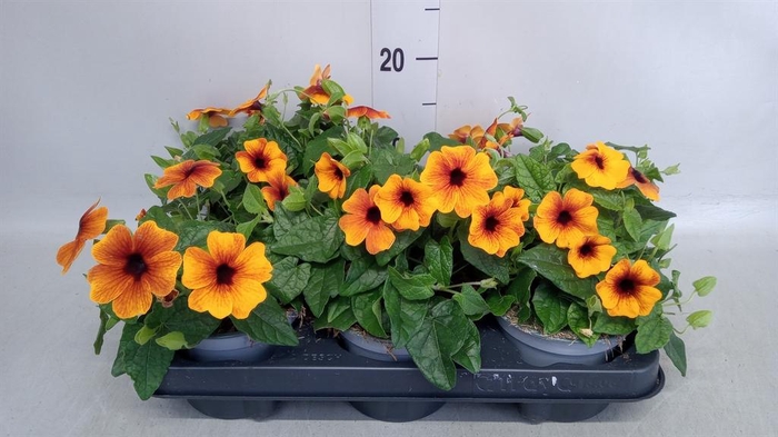 <h4>Thunbergia alata</h4>