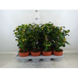 Camellia japonica 'Brushfield Yell'