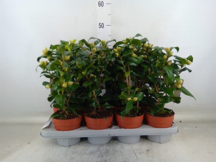 <h4>Camellia japonica 'Brushfield Yell'</h4>
