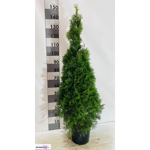 THUJA O SMARAGD
