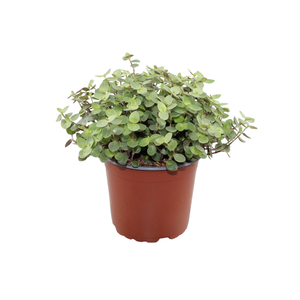Calissia repens