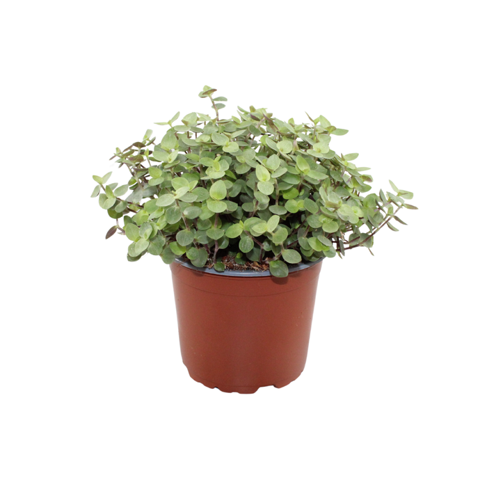 <h4>Calissia repens</h4>