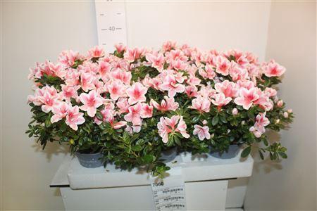 <h4>Rhodo Si Mevr Gerard</h4>
