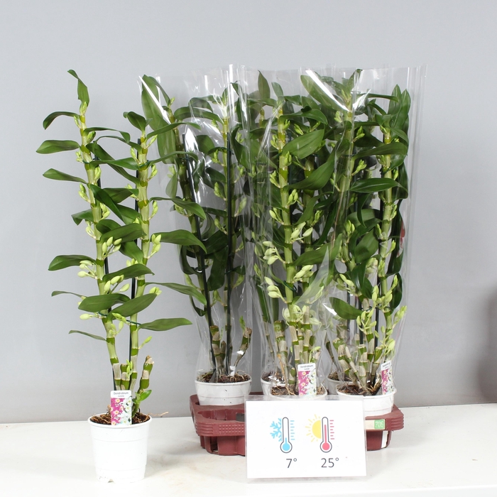 <h4>DENDR N SC APOLLON</h4>