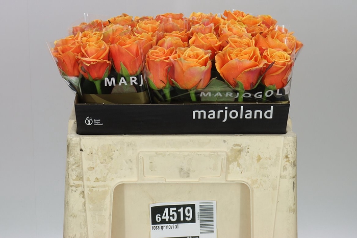 <h4>Rosa Gr Novi Xl</h4>