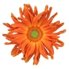 Gerbera Pasta Marinara Water