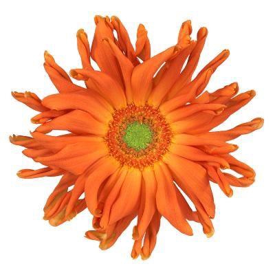 <h4>Gerbera Pasta Marinara Water X40 Lang</h4>