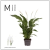 Spathiphyllum Strauss