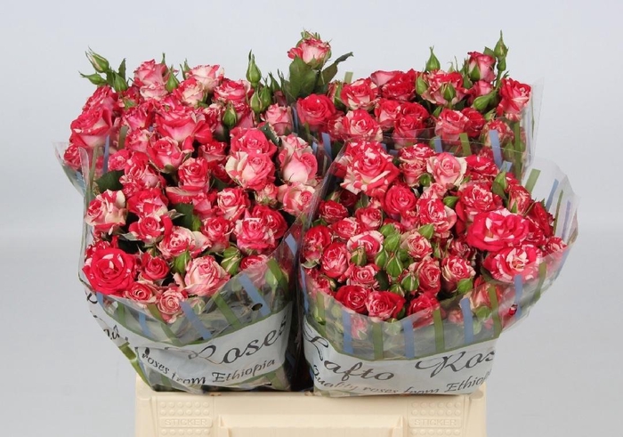 <h4>R TR FIREWORKS</h4>