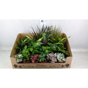 Planten Groen   ...mix 24