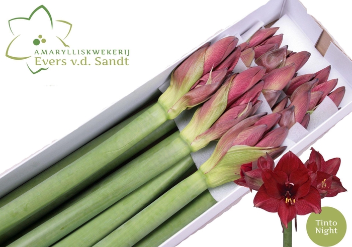 <h4>Hipp Ga Tinto Night</h4>