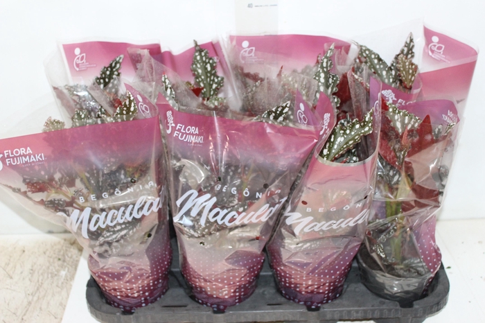 <h4>BEGONIA MACULATA SPOTLIGHT DARK P13</h4>