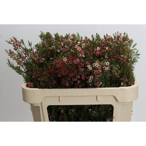 Chamelaucium My Sweet 16