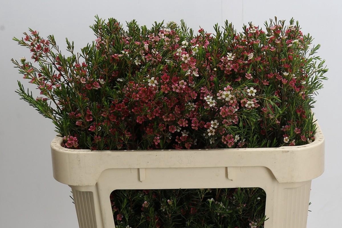 <h4>Chamelaucium My Sweet 16</h4>