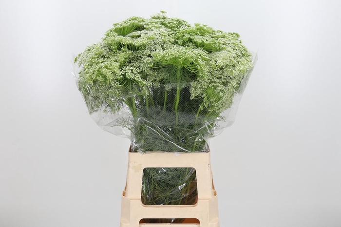 <h4>Ammi Majus Visnaga</h4>