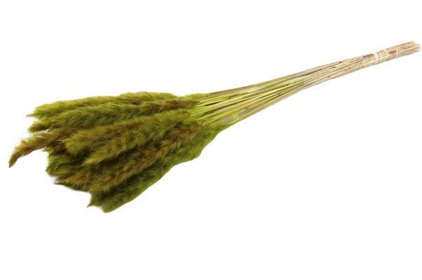 Bunch Fluffy Pampas Sleeved 70g L70