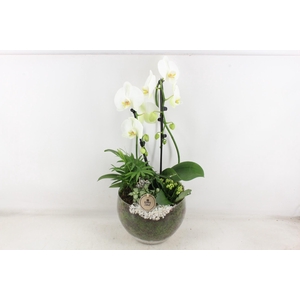 arr2 PL - Glas Henrik phal. wit V2