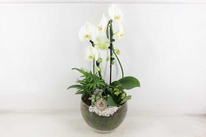 <h4>arr2 PL - Glas Henrik phal. wit V2</h4>