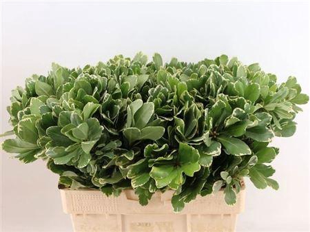 <h4>Pittosp To Ilan</h4>