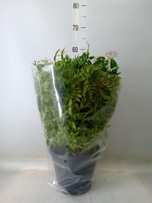 <h4>Jasminum polyanthum</h4>