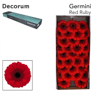 Germini Red Ruby Doos