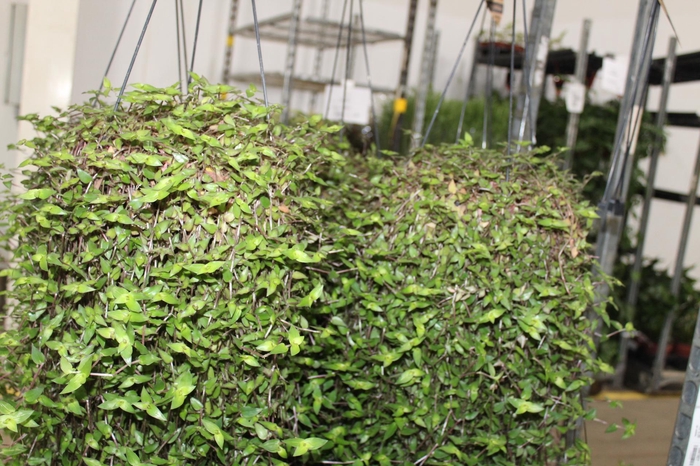 <h4>CALLISIA C21</h4>